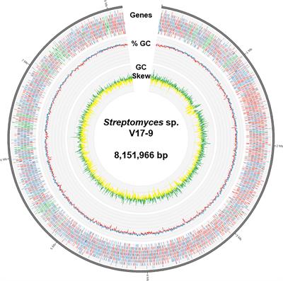 Chemical and genomic analyses of a marine-derived Streptomyces sp. V17-9 producing amino acid derivatives and siderophores